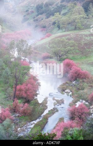 Saltcedar ou cinq étamines de tamaris Tamarix chinensis ramosissima le long de rives du ruisseau Bear avec brouillard Bear Valley en Californie Banque D'Images