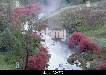 Saltcedar ou cinq étamines de tamaris Tamarix chinensis ramosissima le long de rives du ruisseau Bear avec brouillard Bear Valley en Californie Banque D'Images