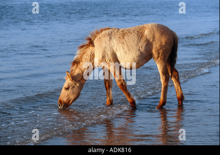 Chevaux Konik - poulain - boire Banque D'Images