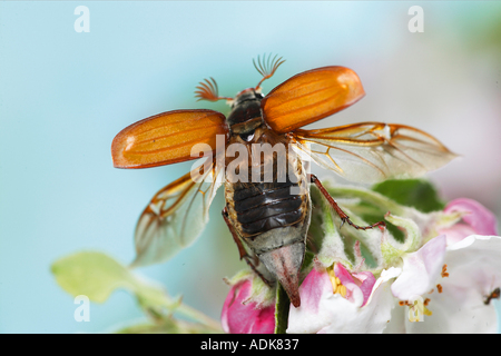 Cockchafer commun, Maybug (Melolontha melolontha). Adulte qui s'enorne des pommiers. Allemagne Banque D'Images