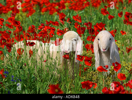 Deux agneaux sur prairie de coquelicots / Ovis aries Banque D'Images