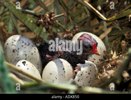 Gallinule poule-d'eau - poussin avec oeufs dans le nid / Gallinula chloropus Banque D'Images