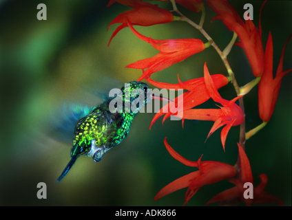 Violet-bellied hummingbird / damophila julie Banque D'Images