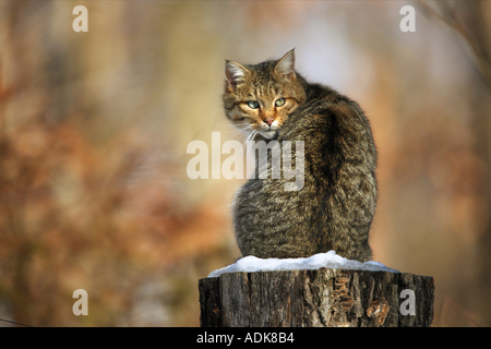 Wild cat - sitting on tree stump / Felis silvestris Banque D'Images