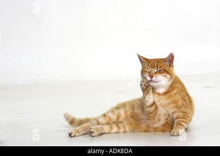 Chat domestique - couché - nettoyage lui-même Banque D'Images
