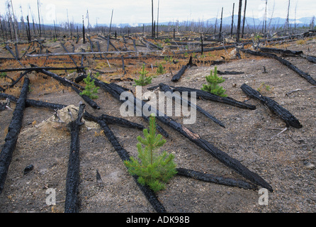 La régénération de l'habitat de pins Lodge Pole après l'incendie de 1988 Yellowstone NP Banque D'Images