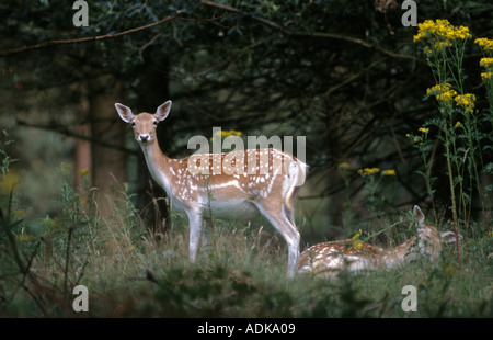 Daims Cervus dama doe Kent UK Banque D'Images