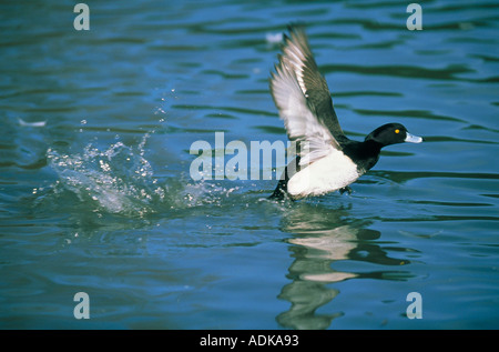 Fuligule morillon Aythya fuligula homme décoller Slimbridge UK winter Banque D'Images