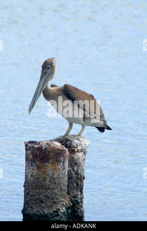 Pélican gris en attente sur un perchoir pour tout poisson sur une plage dispo nible Banque D'Images