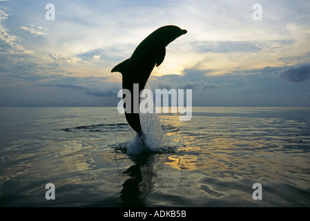 Grand dauphin Tursiops truncatus sautant Caraïbes Banque D'Images