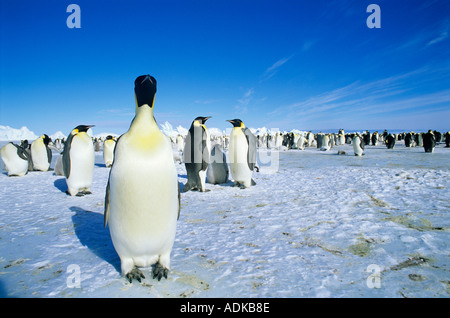 Manchots empereurs Aptenodytes fosteri mer de Weddell, Antarctique Banque D'Images