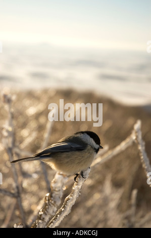 Mésange à tête noire Banque D'Images