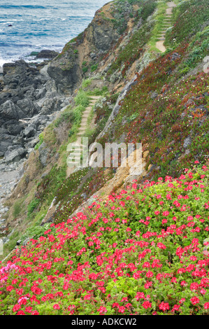 Les géraniums sauvages et chemin d'Claifornia l'océan dans le Comté de Sonoma Banque D'Images