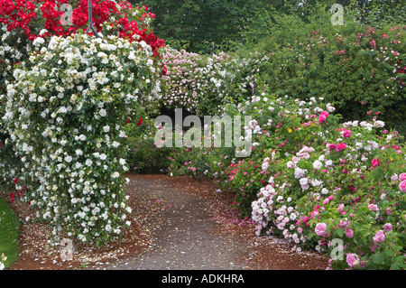 Chemin à travers afficher jardin de roses à Heirloom Gardens Florida Banque D'Images