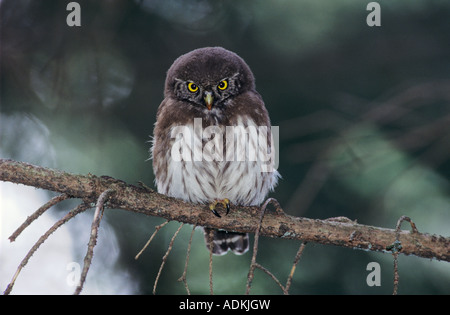 Chevêchette naine Glaucidium passerinum jeune eurasienne Oberaegeri Suisse Août 1994 Banque D'Images