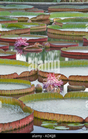 Fleur de lys tropicaux d'Amazon Lilies Hughes Water Gardens Florida Banque D'Images
