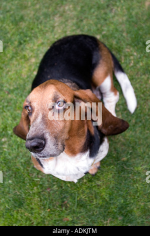 Basset Hound mâle adulte. Banque D'Images