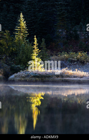 Lac de réflexion avec le brouillard et les arbres Mt Rainier National Park Washington Banque D'Images