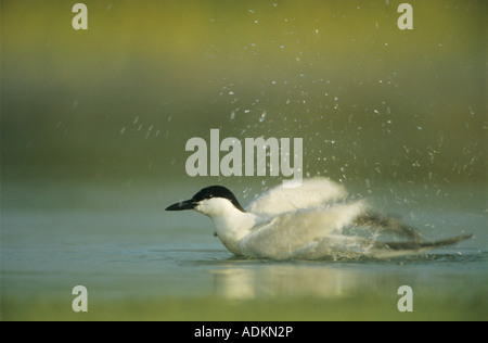 Gull-billed Tern Sterna nilotica soudeur baignade adultes Wildlife Refuge Sinton Texas USA Juin 2005 Banque D'Images