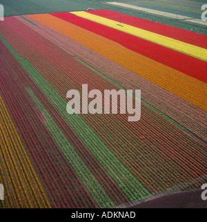 Champs de tulipes Spalding Lincolnshire UK Vue aérienne Banque D'Images