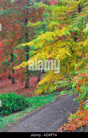 Chemin dans Arboritum avec Hoyt couleur automne arbres tupolo Nyssa sylvatica Washington Park Portland Oregon Banque D'Images