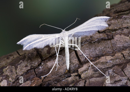 Pterophorus pentadactyla panache blanc Espèce au repos sur journal indiquant la formation d'aile Bedfordshire Potton Banque D'Images