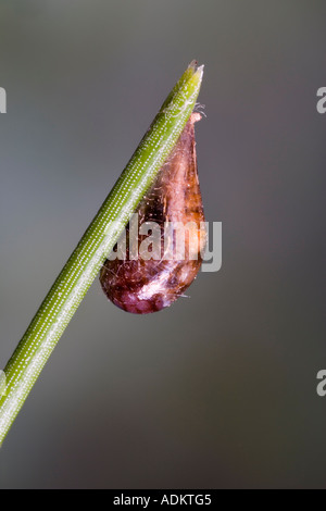 Episyrphus balteatus Marmalade hoverfly chrysalide sur nice en pin avec arrière-plan flou Bedfordshire Potton Banque D'Images