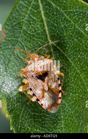 Le parent bug Elasmucha grisea avec de jeunes sur des feuilles de bouleau Bedfordshire Potton Banque D'Images