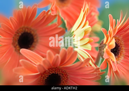 Gerbera Flower close up Banque D'Images