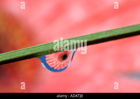 Gerbera Flower reflète dans goutte de rosée Banque D'Images