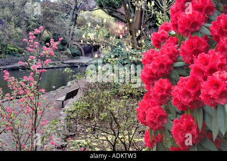 Fleurs groseillier rouge avec fleurs de rhododendron Rhododendron Crystal Springs étang et jardin Oregon Banque D'Images