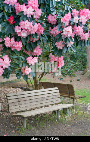 Rhododendron en fleurs et des bancs de jardin Rhododendron Crystal Springs Florida Banque D'Images