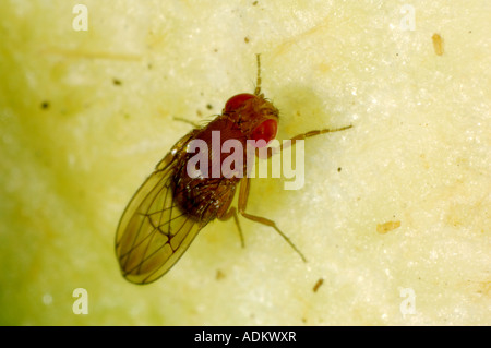 Des profils mouche à fruit Drosophila sp un genre utilisé pour des expériences en raison de leur cycle de reproduction rapide Banque D'Images