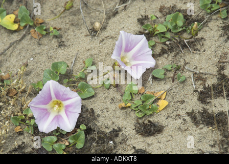 Liseron calystegia soldanella mer croissant sur les dunes de sable côtières Norfolk Uk Juin Banque D'Images