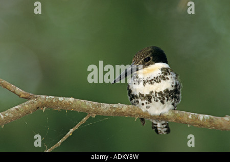 Martin-pêcheur vert Chloroceryle americana femme Cameron Comté Rio Grande Valley Texas USA Mai 2004 Banque D'Images