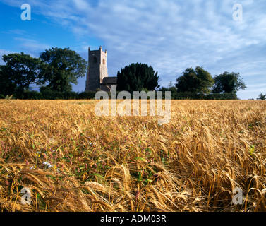 Champ d'orge à Norfolk, Angleterre Banque D'Images