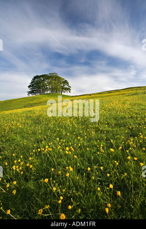 Une colline couverte de buttercup dans un printemps Anglais Banque D'Images