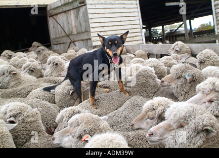 Un chien de berger Kelpie fonctionne sur les moutons retour à l'aide de les contrôler Tasmanie Australie photo par Bruce Miller 2007 Banque D'Images
