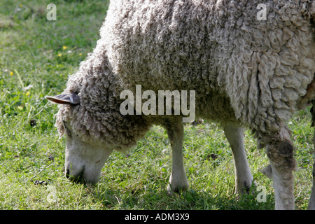 Colonial Williamsburg Virginia,duc de Gloucester Street,Leicester Longwool,mouton,VA060516141 Banque D'Images