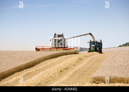 Moissonneuse-batteuse et le tracteur dans un champ de blé de la récolte par un beau jour d'été anglais. Wiltshire, Royaume-Uni Banque D'Images