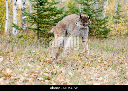 Lynx du Canada Lynx canadensis Sandstome Pine Comté Minnesota United States 29 Septembre Banque D'Images