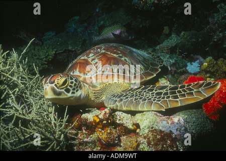 Une tortue verte, Chelonia mydas, repose parmi les coraux d'un récif dans la région Pacifique. Banque D'Images