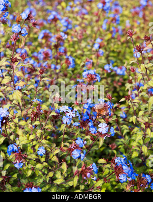 Plumbago chinois Banque D'Images