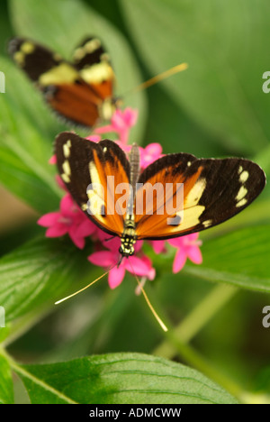 Papillon HELICONIUS ISMENIUS Mindo en Equateur Banque D'Images