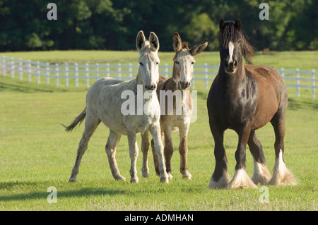 Shire nain Draft Horse stallion dans les enclos avec deux amis mule Banque D'Images