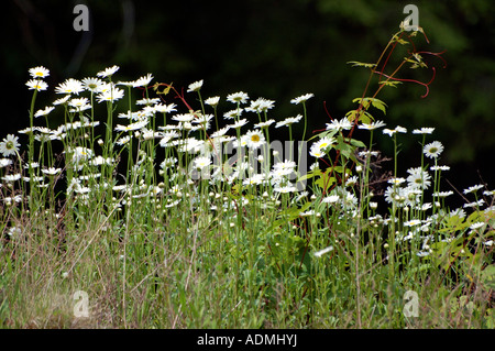 Un champ de marguerites à proximité d'une zone de maquis Banque D'Images