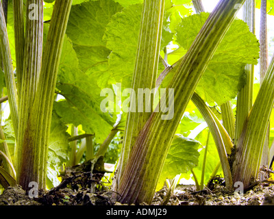 Dans la jungle de pétasite PETASITES HYBRIDUS Banque D'Images