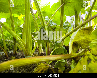 Dans la jungle de pétasite PETASITES HYBRIDUS Banque D'Images