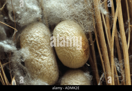 Ver à soie (bombyx mori), des cocons Banque D'Images