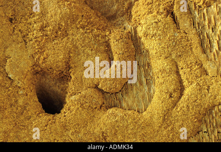 Violet (Callidium violaceum tanbark ponderosa), galeries, tunnels larvaires Banque D'Images